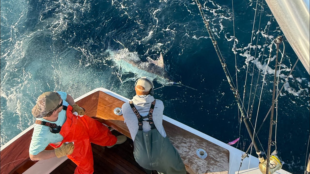 Cockpit view of one of our lady anglers first marlin encounters. 