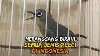 Download Lagu Suara Pleci Betina Ini Merangsang Birahi Semua Jenis Pleci Di Indonesia MP3