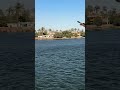 Eternal Nile Flow #egypt #rurallife #nature #nileriver