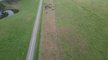 Strip grazing with cattle