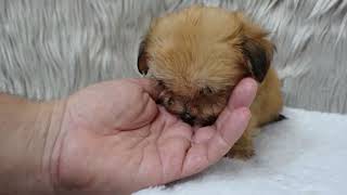 Adorable Maltipoo Puppies in Texas | Cute, Smart & Hypoallergenic