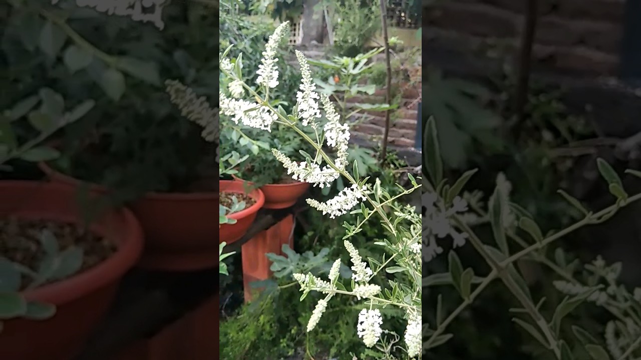 🇦🇷🌱🐝 Nativas Argentinas. Alloysia gratissima + Abejita