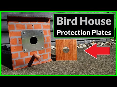 How to Make a Bird House Protection Plate (Predator Proof Bird Box)