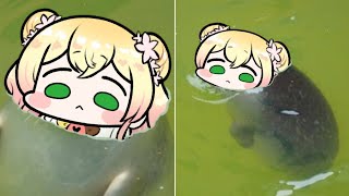 Random Seal Nene Animal Hololive