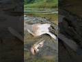 Big stuck chitol fishing river #fish #fishing #video #reels #shorts #hand_fishing