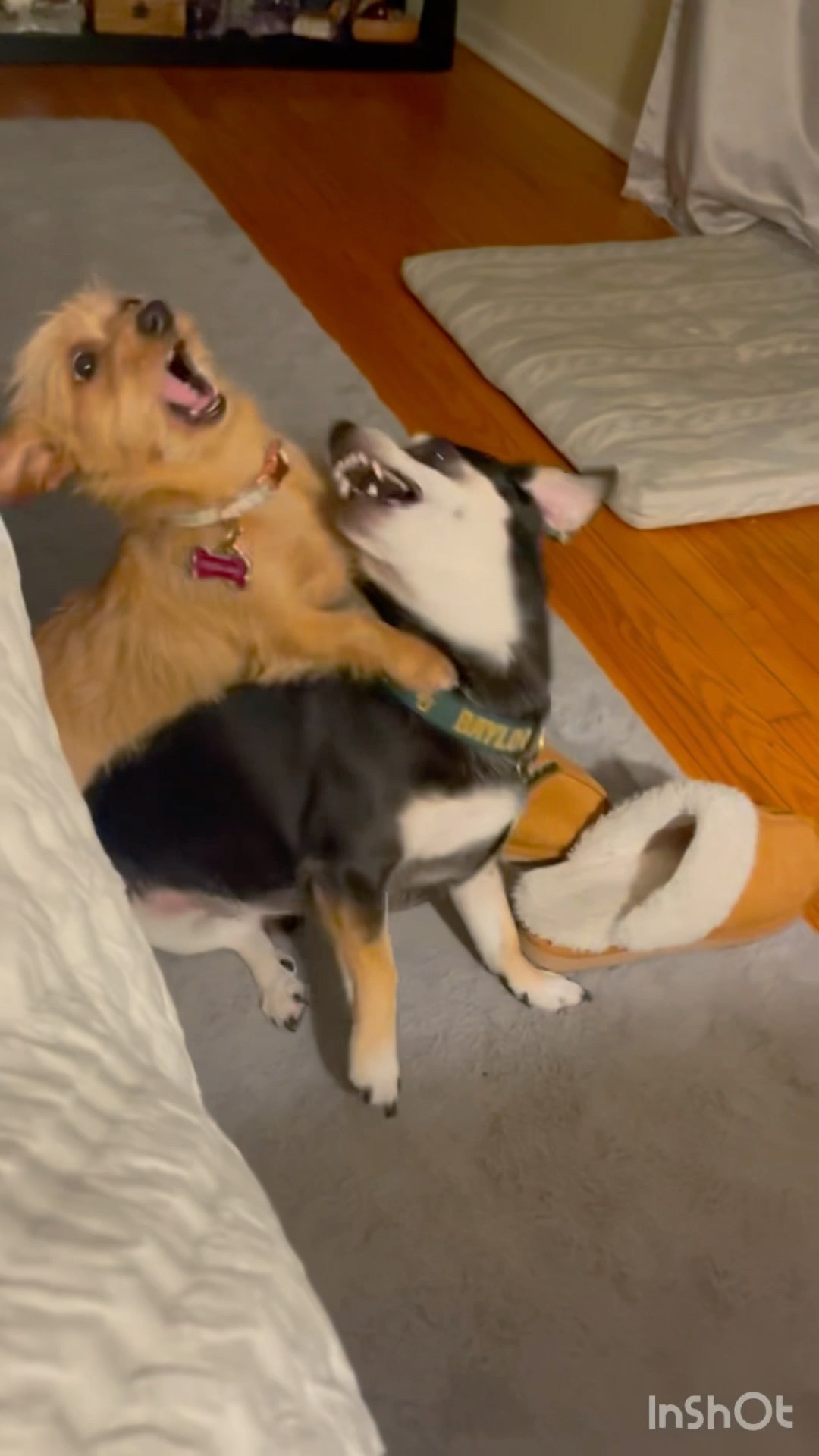 Our new puppy, Luna, just loves to ride her brother Hero like a cowgirl.? #dogs #puppy