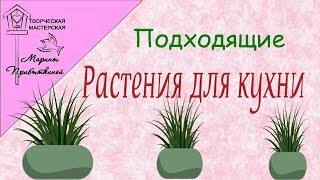 Какие растения подходят для выращивания на кухне 🌿