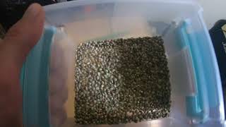 Thousands of cannabis seeds mystery!