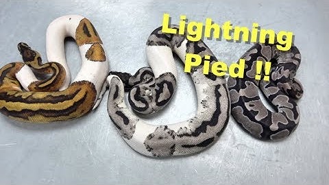 What Makes A Lightning Pied !! Lightning Pied Egg Cutting !!
