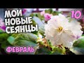 Моя домашняя коллекция сеянцев фиалок / Красивые фиалки