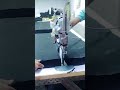 400 pants ek shath cutting process