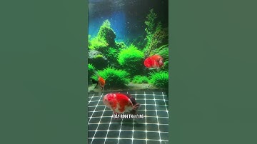 Tranh 3D dán hồ cá có nên dán bên hông không ?