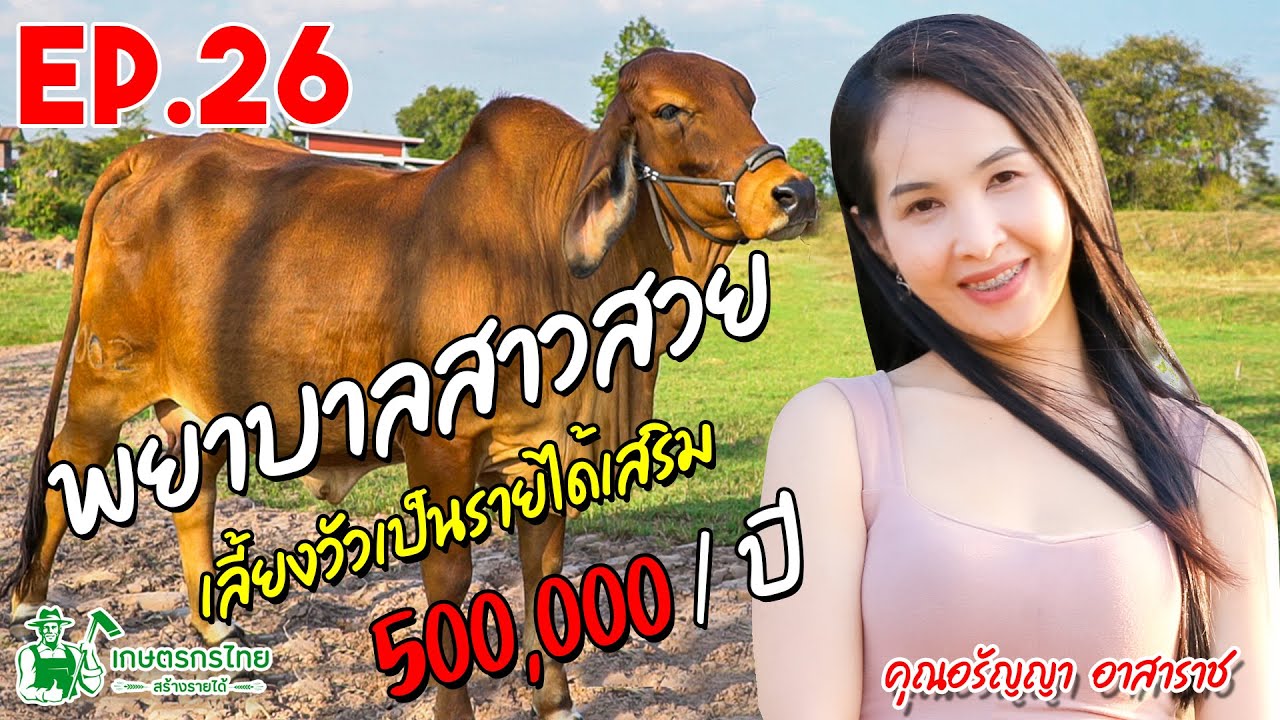 เกษตรกรไทย สร้างรายได้ l Ep26 ตอน พยาบาลสาวสวย เลี้ยงวัวเป็นอาชีพเสริม เพิ่มรายได้ 500,000 บาทต่อปี