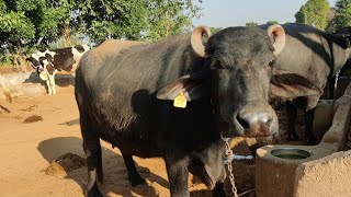 Mahesani buffaloe video buffalo video dairyfarm