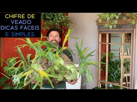 Vídeo: Alimentando uma samambaia Staghorn: Como fertilizar uma planta de samambaia Staghorn