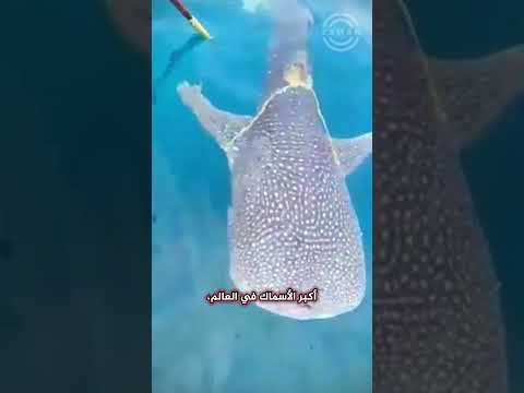 فيديو: هل هناك أسماك قرش في فريق قعقعة؟