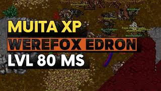 Tibia Hunt Xp Lvl 80 Ms. Werefox Edron. New Server Unebra