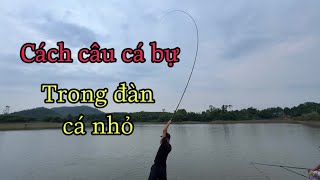 Cách Câu Cá Lớn Trong Đàn Cá Nhỏ