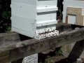 Honey bee orientation flights