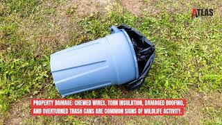 Wildlife Removal - Oklahoma Pest Control
