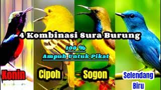 KOMBINASI SURA PIKAT ( Konin, Cipoh, Sogon, Selendang Biru )