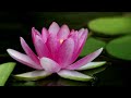 Daimoku - Nam myoho renge kyo - 15 minutes Mp3 Song