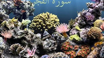 سورة البلد والفجر و الغاشية بصوت القارئ ادريس ابكر