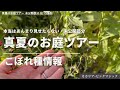 《真夏のお(汚)庭ツアー&新たなこぼれ種発見》8/15撮影未公開部分