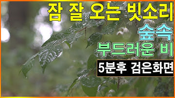 숲속 잠 잘 오는 빗소리  | 5분후 검은화면  | 부드러운 빗소리