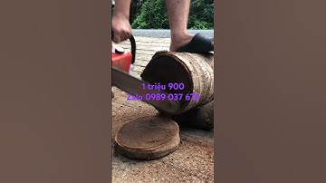 Cưa echo 302 đã dọn nỗ ☎️