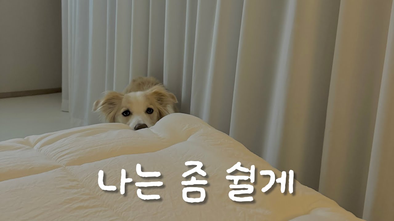 보더콜리 체력은 친구들이 빼줘야 제맛