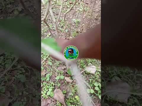 TUMIA NDULELE KWA KINGA YA SHAMBA LAKO NA NYUMBA YAKO NA MWILI WAKO