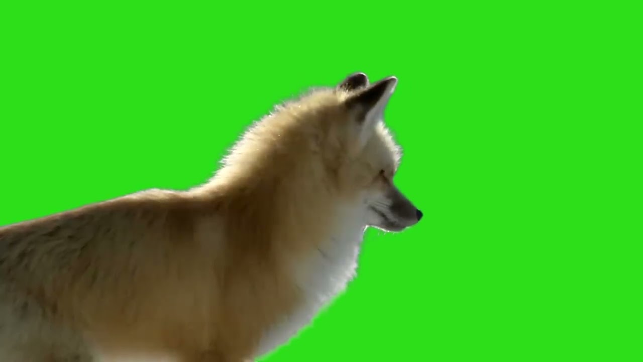 Fox on Green Screen (Fox roar sounds)