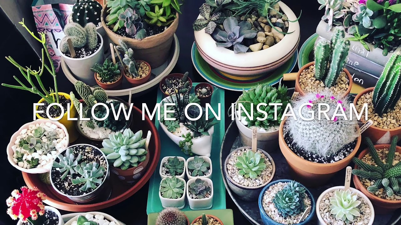 water therapy for succulents