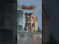 Dog saves boy but gets forgotten #shorts #movie #dog #heartwarming #smart