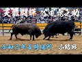 宇和島闘牛 令和六年五月場所 小結戦 天龍闘輝 vs 谷風虎之助