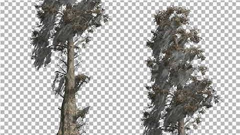 Bald Cypress Two Trees are Swaying at The Wind | Motion Graphics - Envato elements