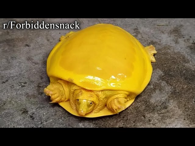 Forbidden eggplant and peaches : r/forbiddensnacks