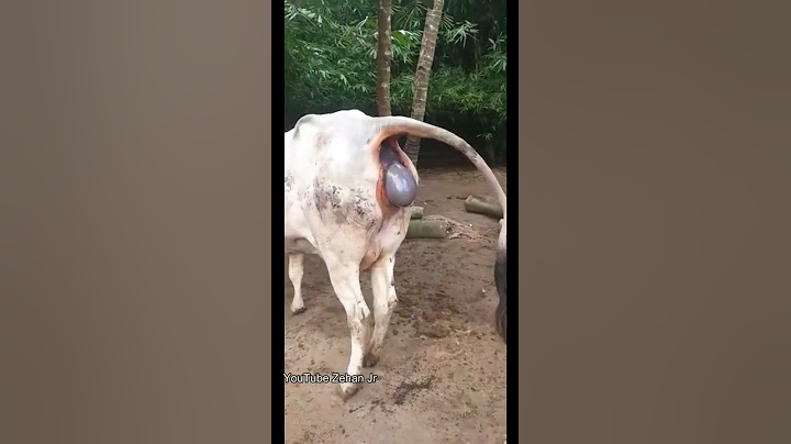 Detik-Detik Sapi Beranak #shorts
