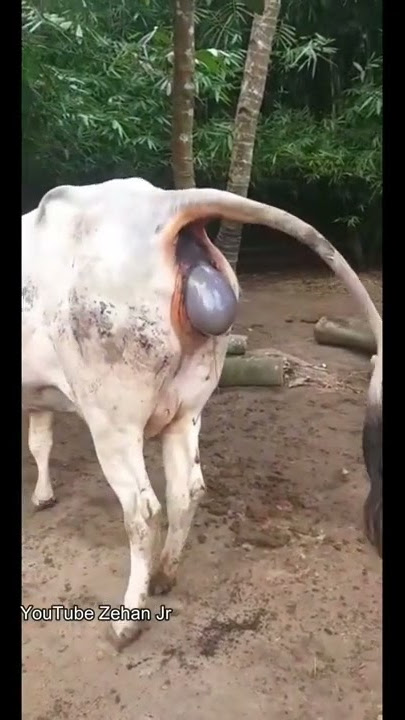 Detik-Detik Sapi Beranak #shorts