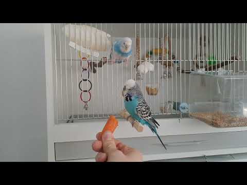 Video: 3 způsoby, jak zabavit andulky nebo jiné ptáky