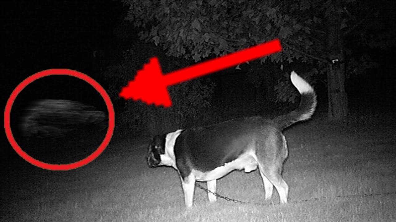 How Can Dogs See Spirits How Can Dogs See Spirits