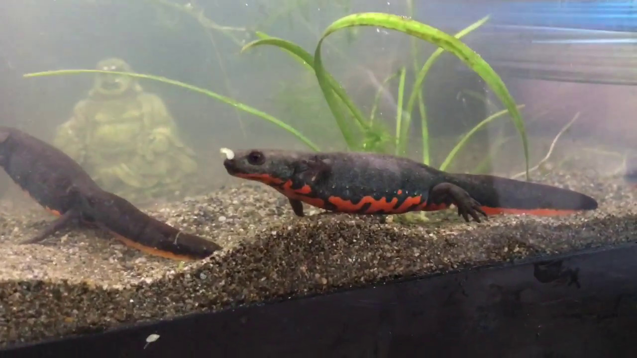 How Long Do Chinese Fire Belly Newts Live