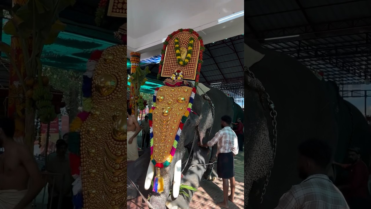 പെരുമാനൂർകാവിലമ്മയുടെ തിടമ്പേറ്റി കുളമാക്കിൽ പാർത്ഥസാരഥി❤️