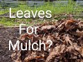 Benefits of leaf mulch pros  cons