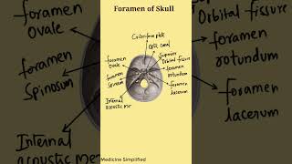 Foramen of The Skull || Skull Foramen Anatomy || Skull Foramina Anatomy