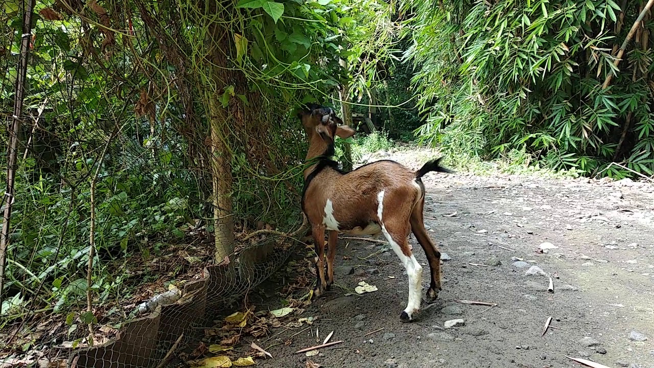 KAMBING KACANG LAHAP MAKAN DAUN KECIPIR, TERNAK KAMBING KACANG UMBARAN