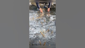 How to catch Razor fish with salt 🇨🇳