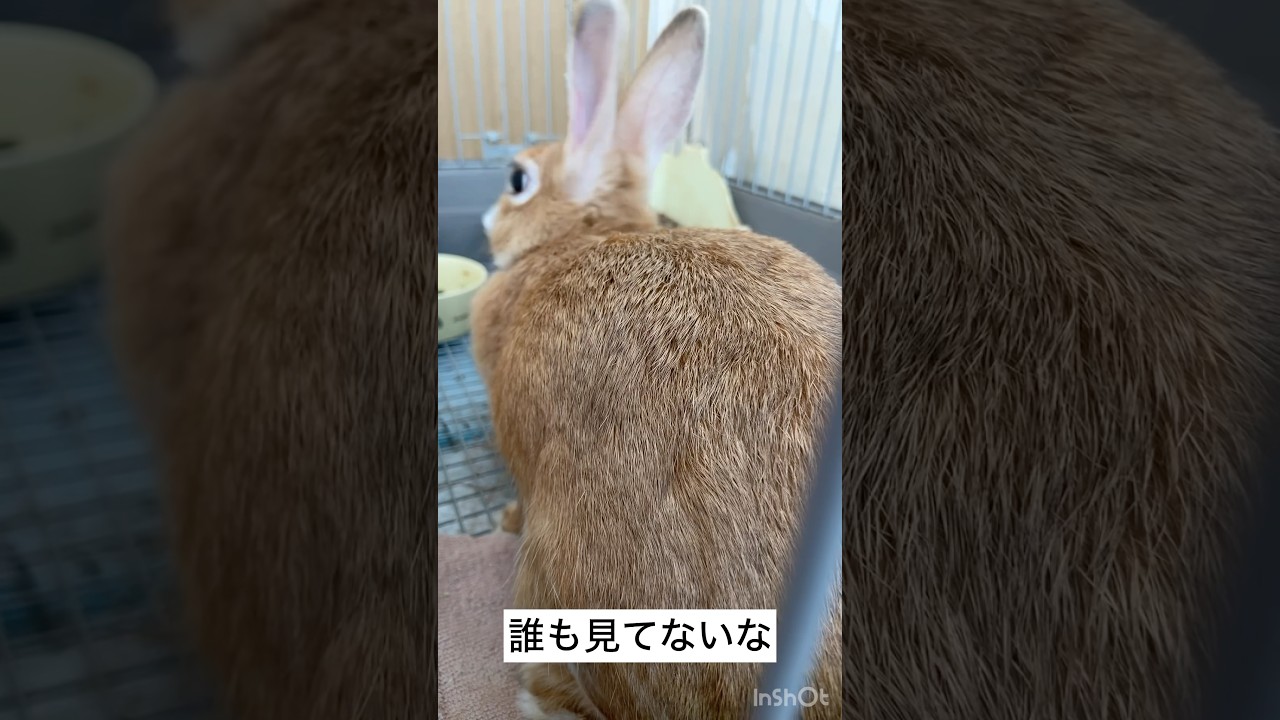 ウサギの密かな楽しみ