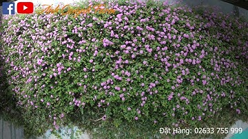 Giàn Hoa Ngũ Sắc Tím Rủ Cực Đẹp Tại Đà Lạt Phố Hoa